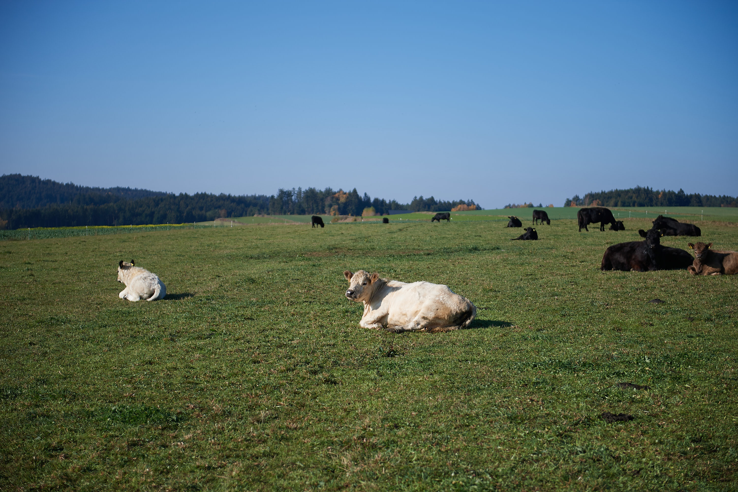 Cows image